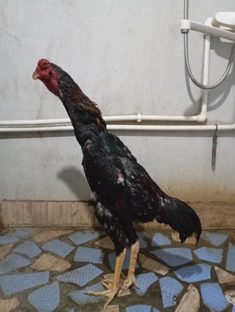 Taskent Horaz - Mary - img 1