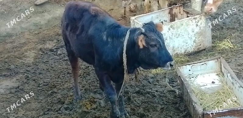 Tüwe - Bäherden - img 1