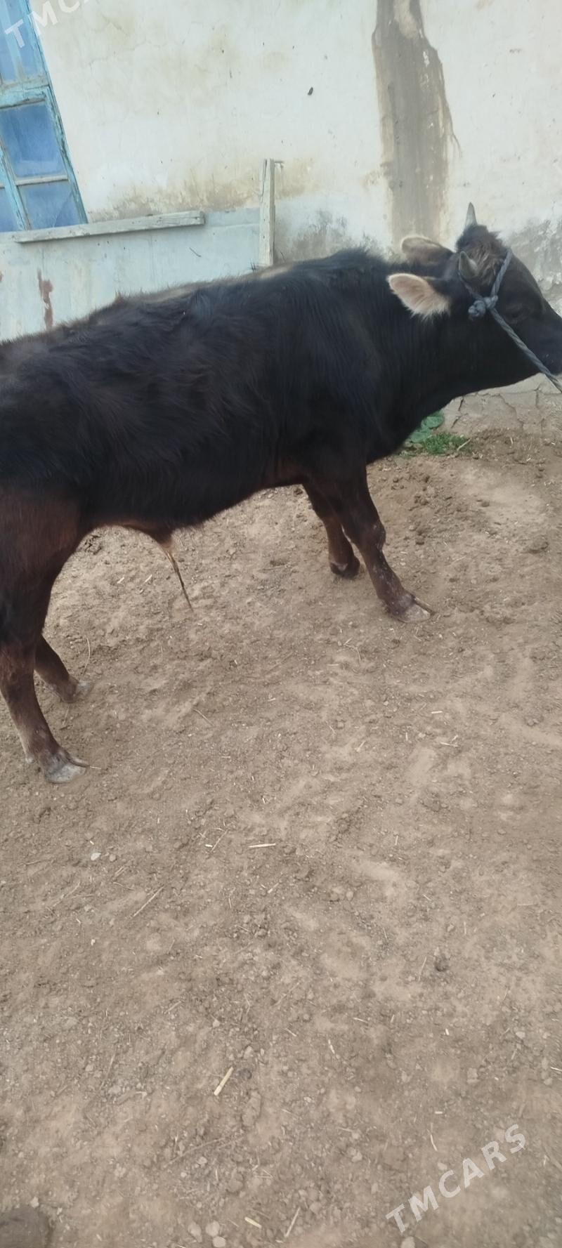 Öküz - Esenguly - img 1