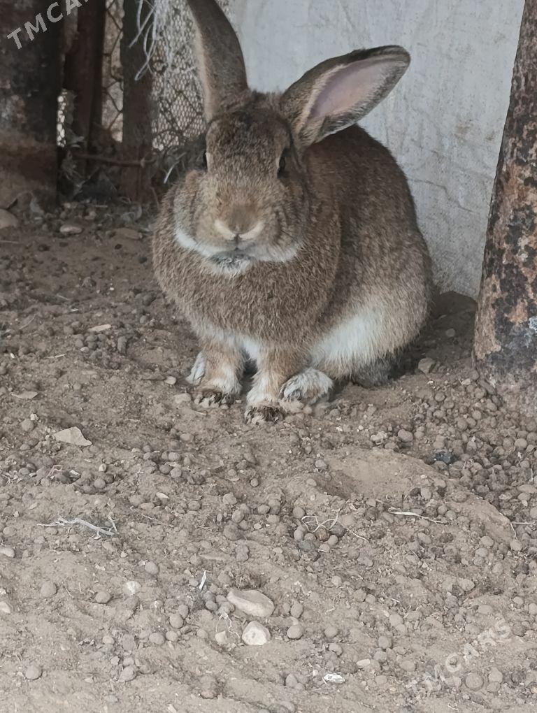 Pol Wilikan erkek - Jebel - img 1