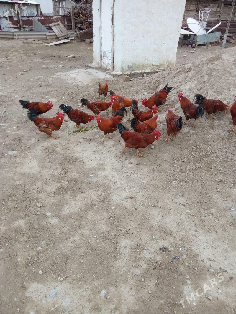 Horaz. - Ак-Бугдайский этрап - img 1