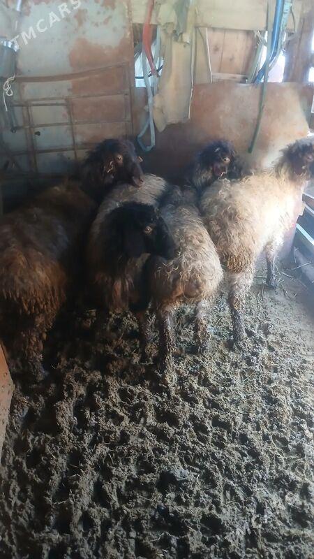 goyun - Ашхабад - img 1