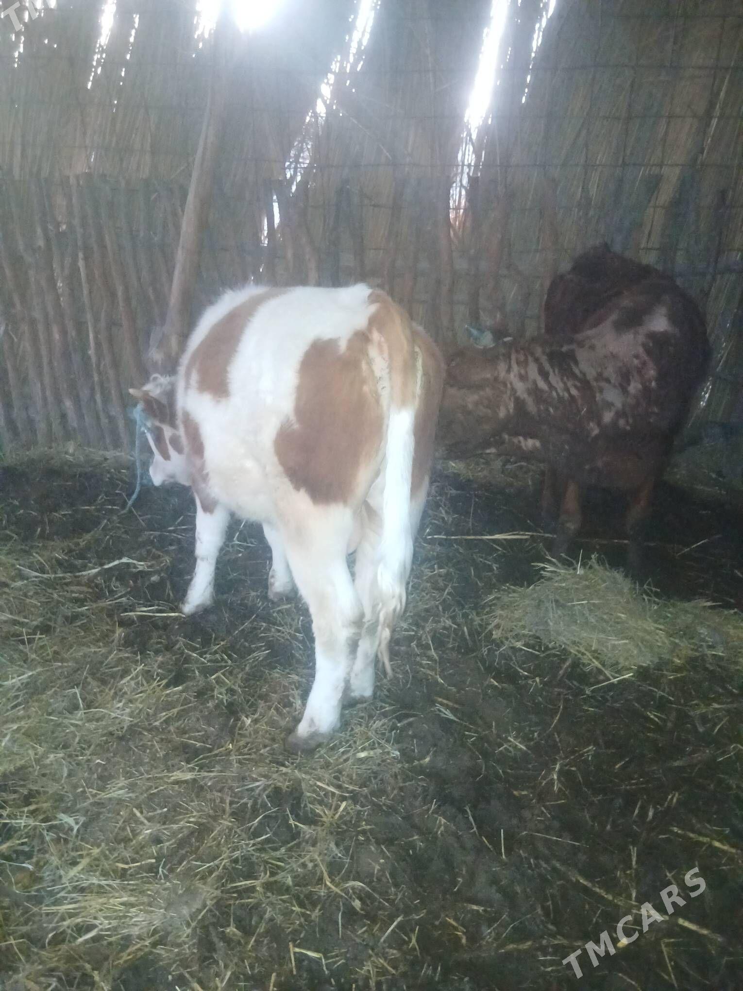 Semental Öküz - Halaç - img 1