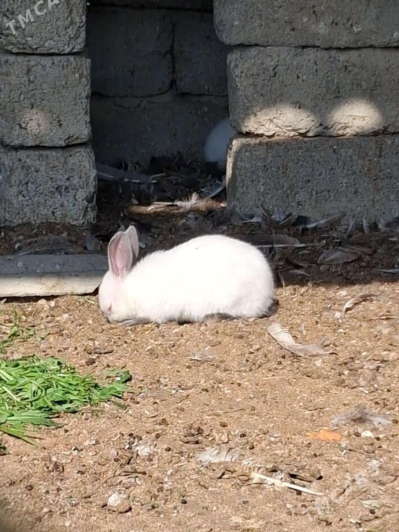 towsan - Гёкдепе - img 1