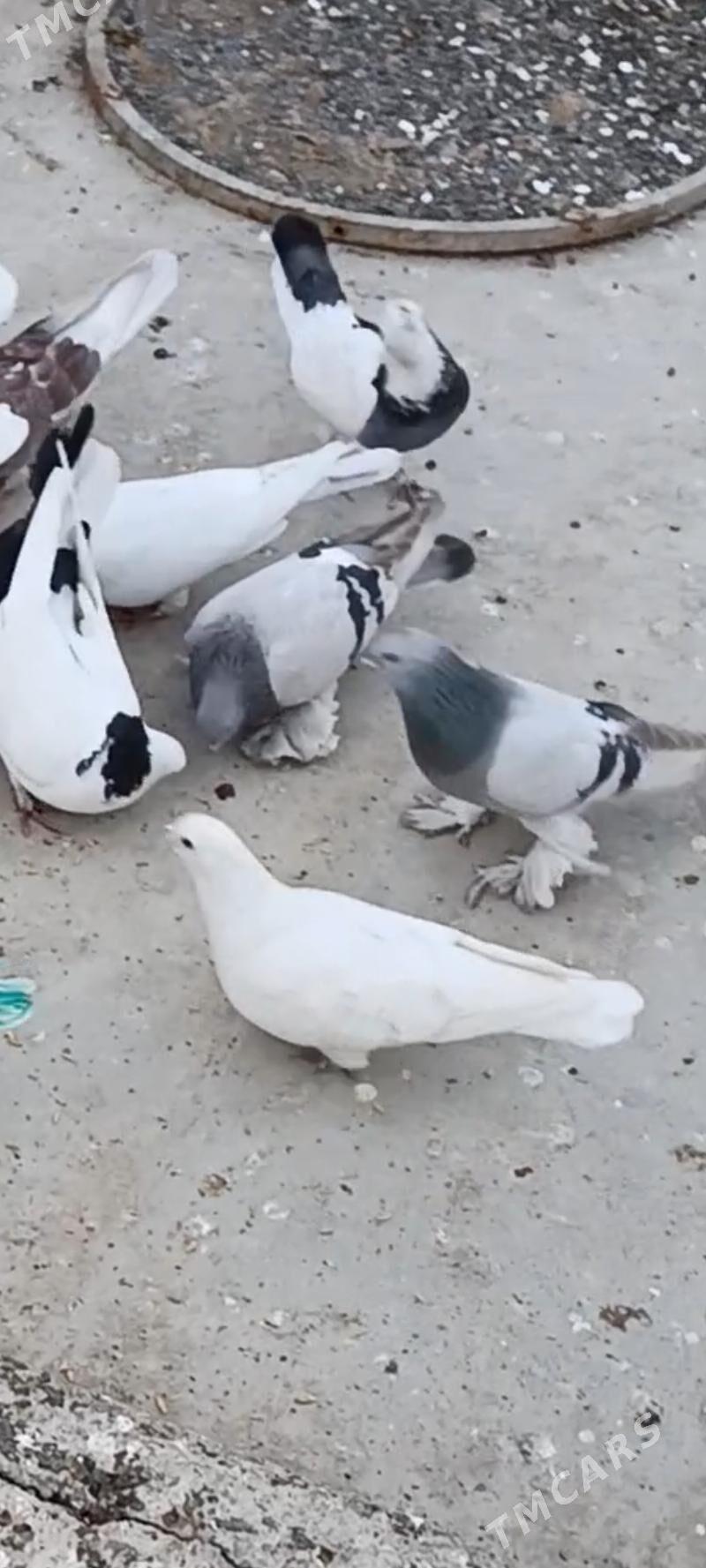 kepderi, голуби - Aşgabat - img 1