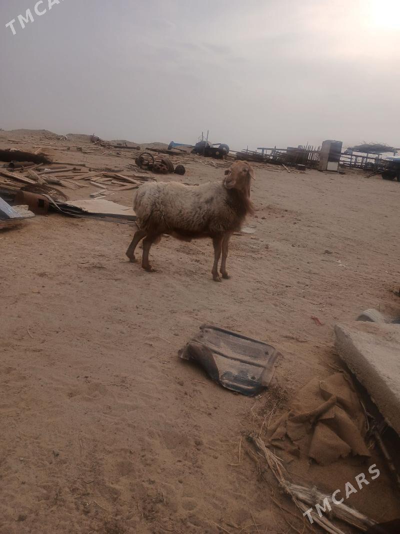 Goç - Türkmenbaşy - img 1