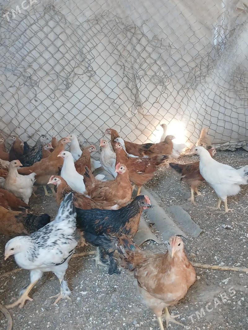 Towuk juyjeler - Sakarçäge - img 1