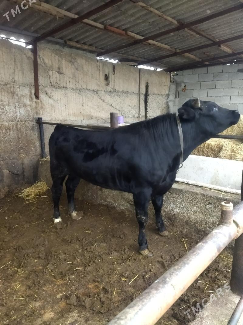 okuz - Бузмеин - img 1