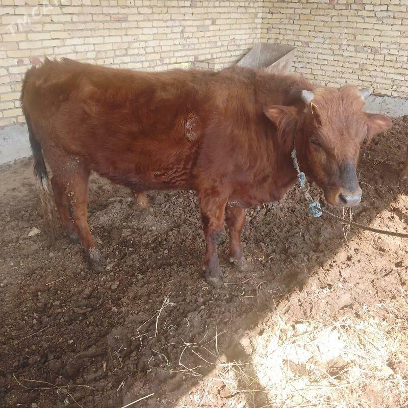 ОКУЗ ВЕ УНАДЖЫН - Чарджоу - img 1