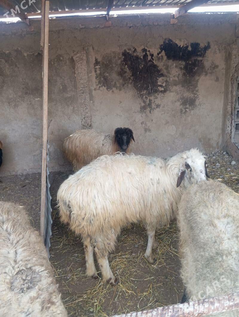 Goýun - Кипджак - img 1