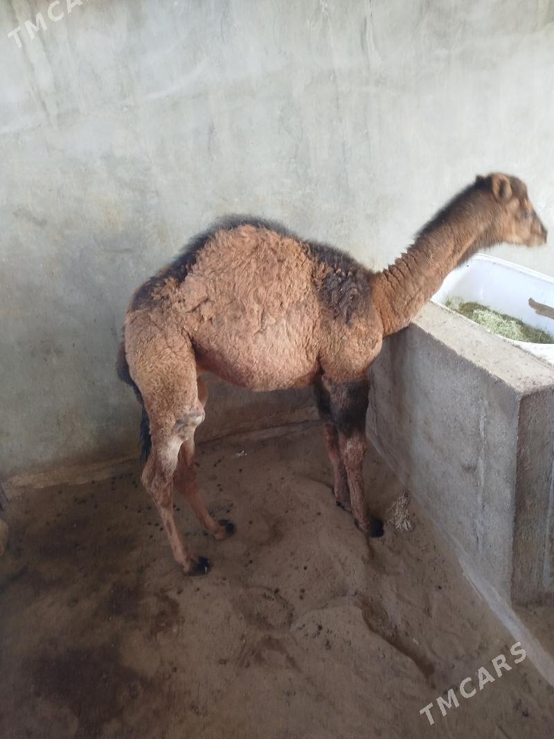 Torum - Jebel - img 1