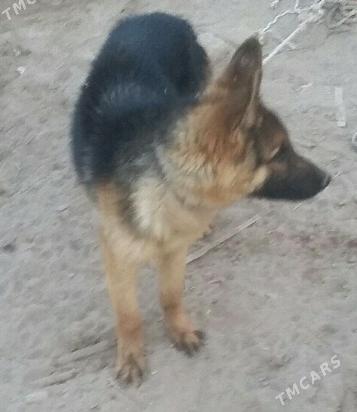 Afçarka Nemeskiy - Köneürgenç - img 1