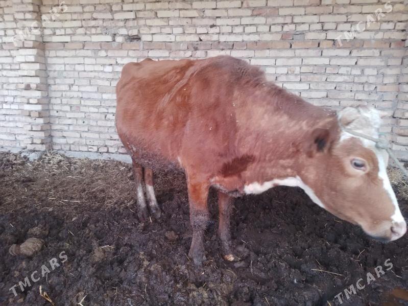 сыгыр - Türkmenabat - img 1