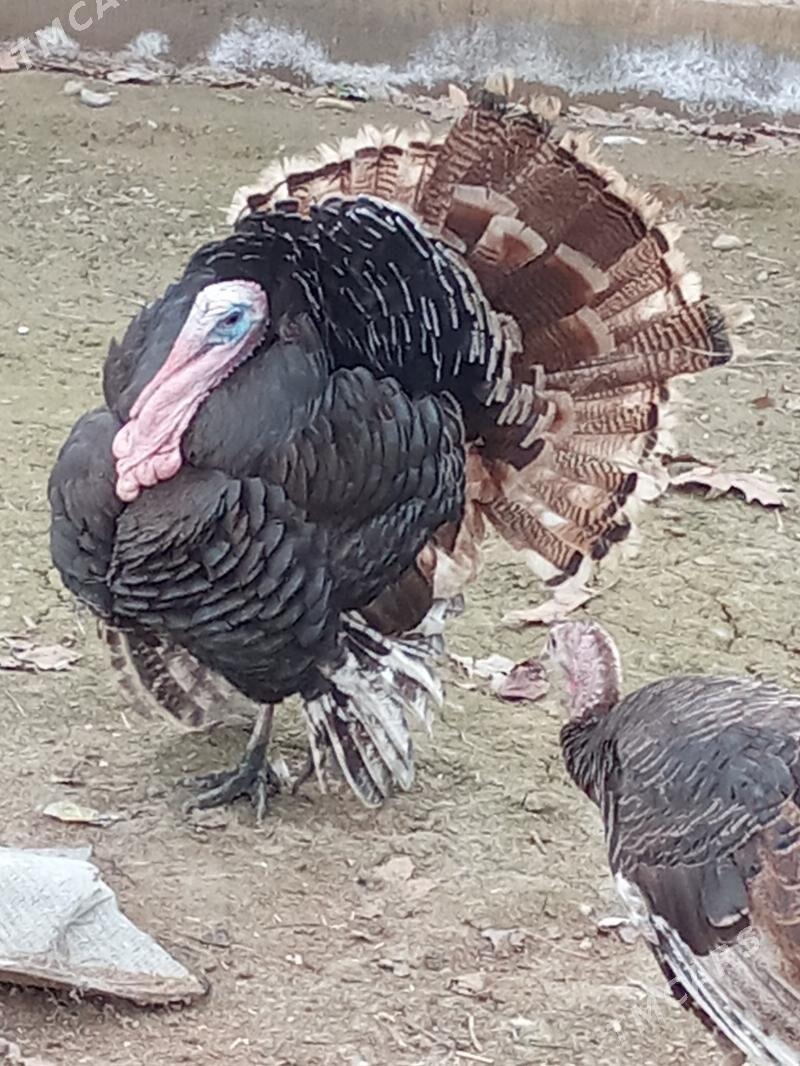 induk - Ýaşlyk - img 1