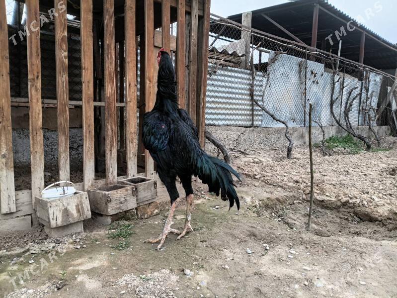 taskent - Herrikgala - img 1