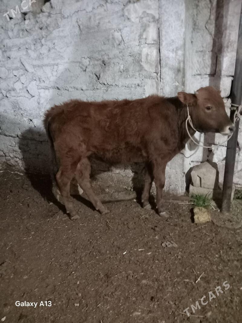 okuzce - Balkanabat - img 1