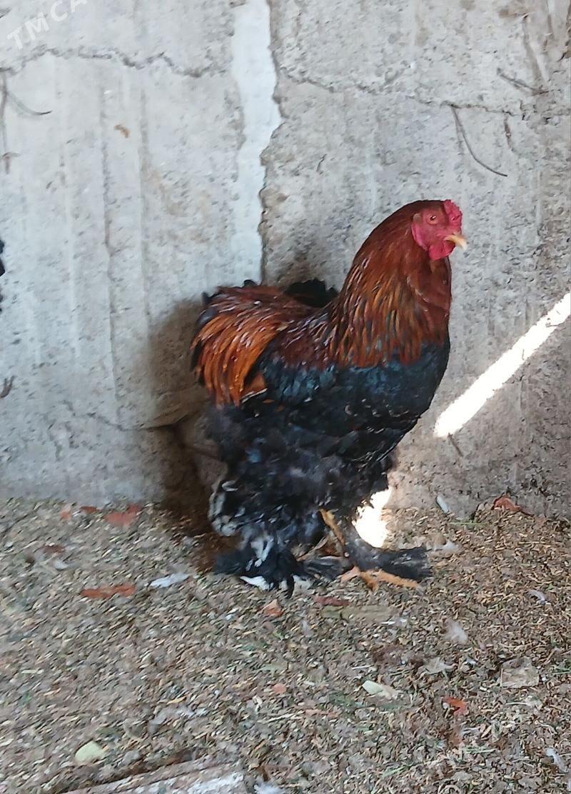 horoz - Gökdepe - img 1