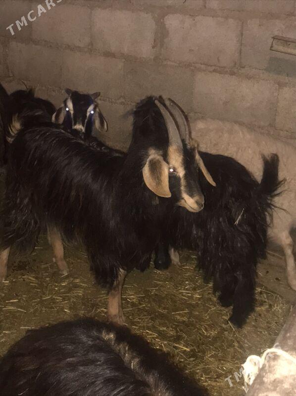 çewiš - Бахарден - img 1