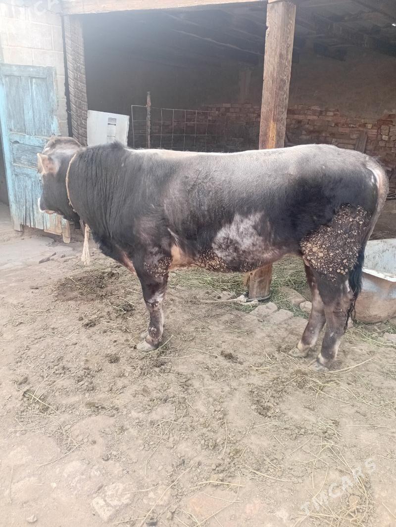 okuz - Бабадайхан - img 1