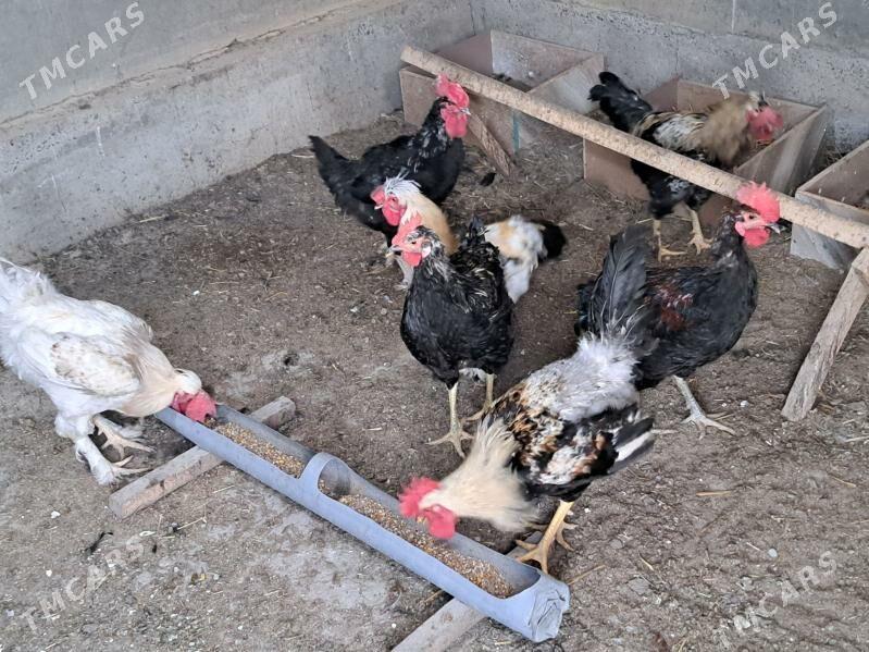 хораз - Türkmenabat - img 1