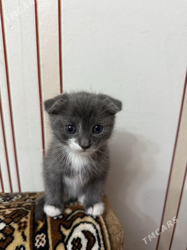 котята - Türkmenbaşy - img 1