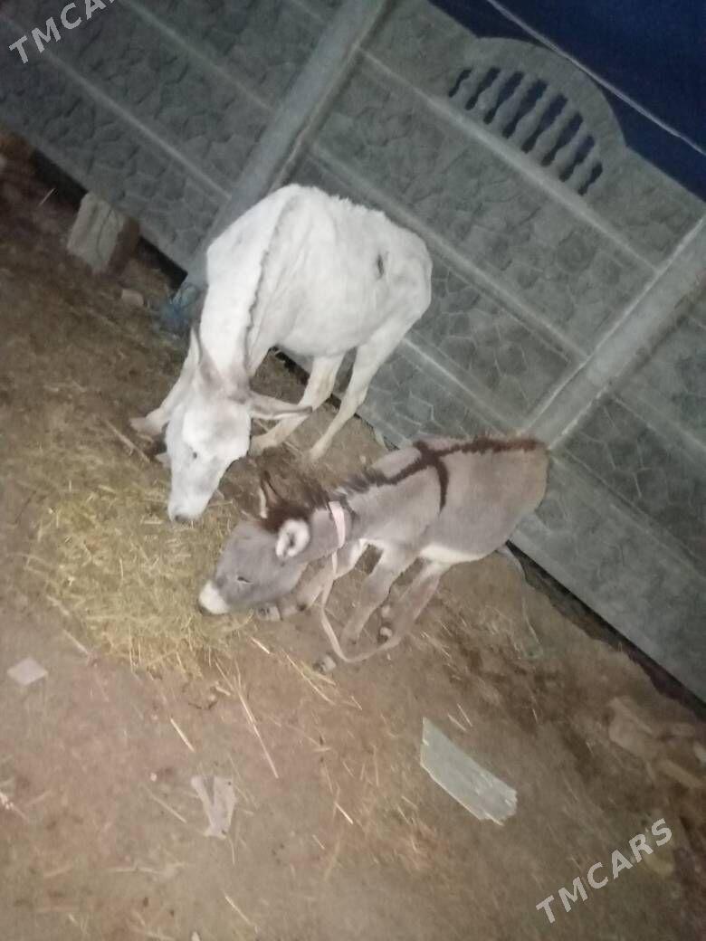 kureli esek - Mary - img 1