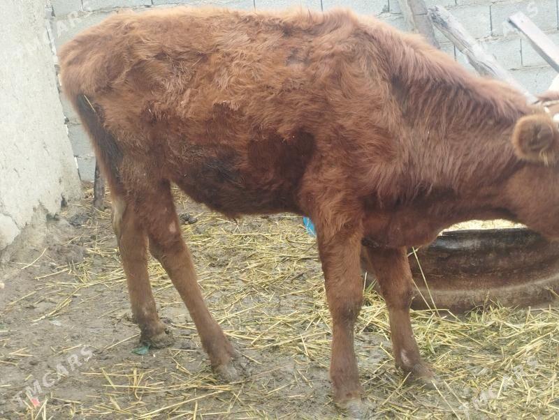 uly öküz - Bäherden - img 1