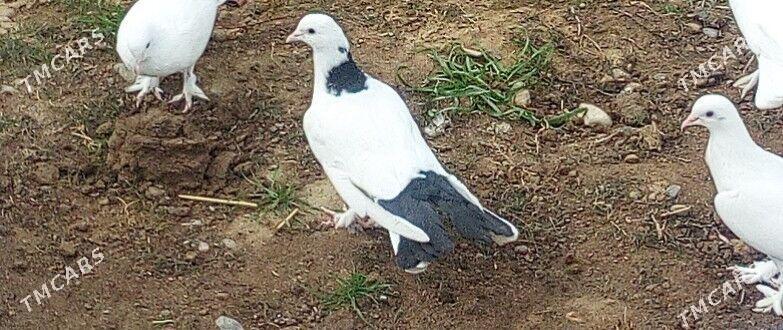 Kepderi - Çoganly - img 1