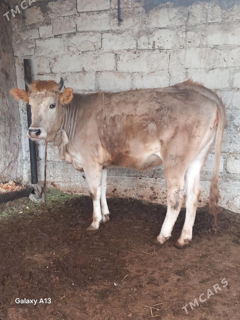 semiz tuwe - Балканабат - img 1