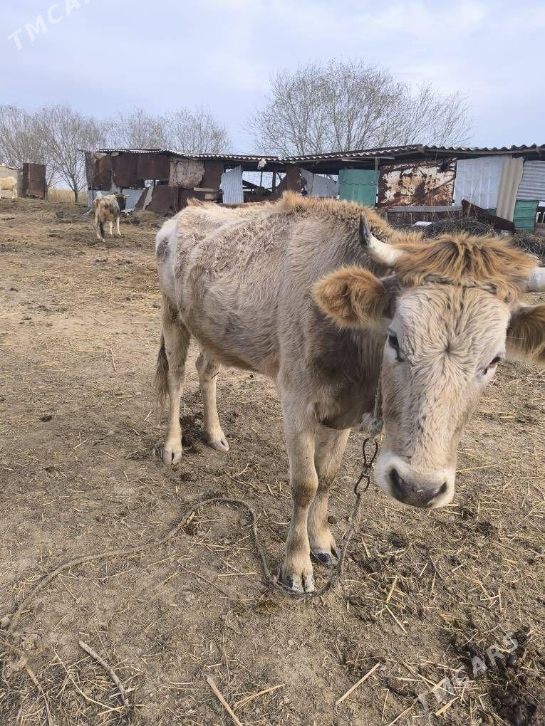 goleli sygyr - Ак-Бугдайский этрап - img 1