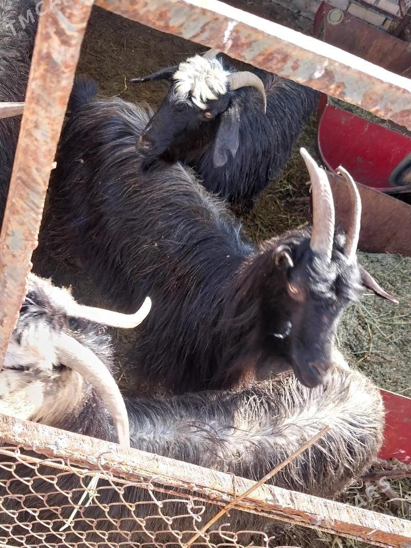 geci - Aşgabat - img 1