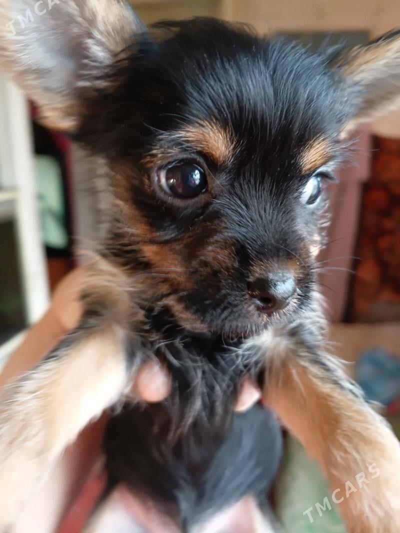 Продаю - Aşgabat - img 1