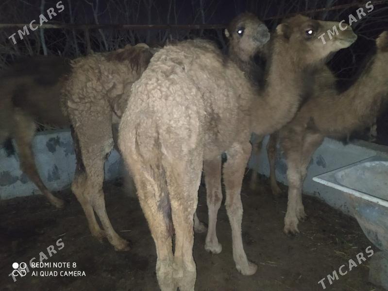 торум - Гызыларбат - img 1