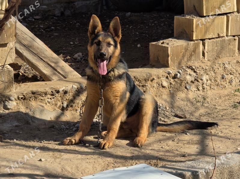 Awcarka - Aşgabat - img 1