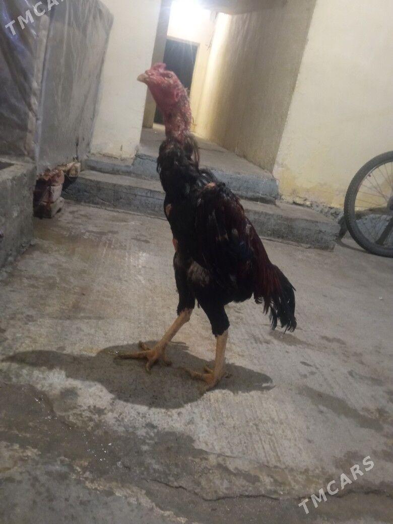 taskent - Hitrowka - img 1