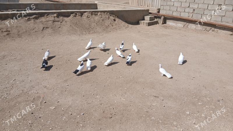 kepderi - Gumdag - img 1