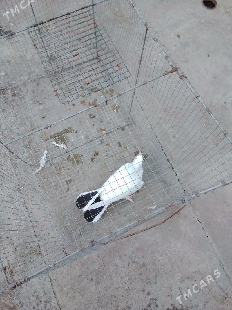 Kepderi bakinskiy - Gagarin köç, köne Howa menzili - img 1