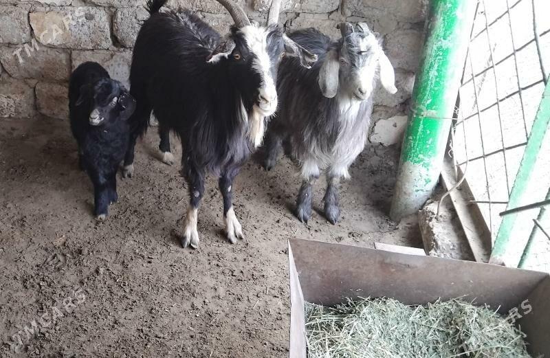 GEÇI OWLAKLI HEM ÇEWIȘ - Aşgabat - img 1