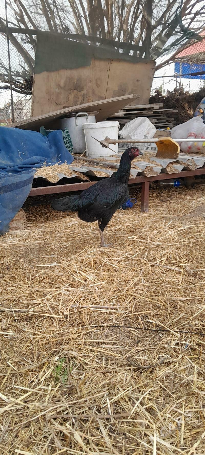 taskent - Gökdepe - img 1