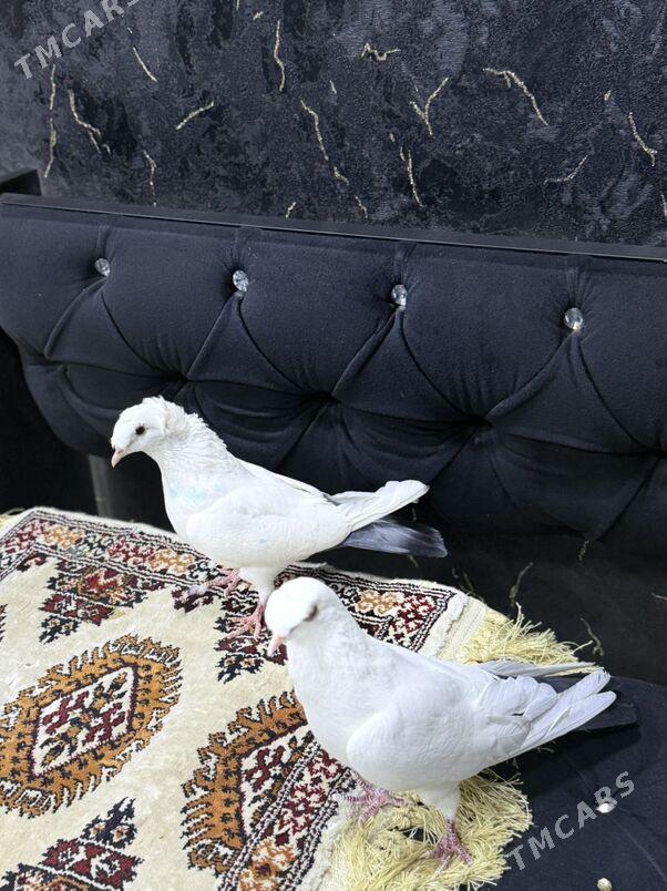 Голуби - Türkmenabat - img 1