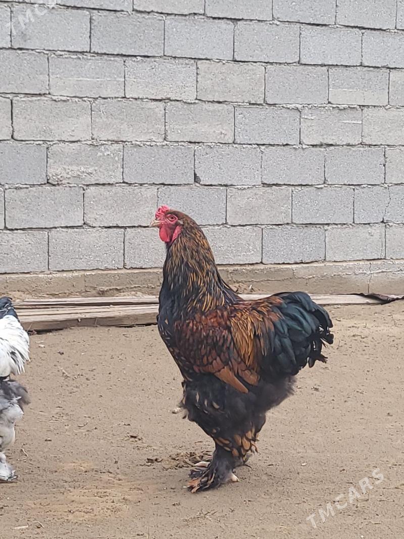 brama laseti yumurtga - Gökdepe - img 1