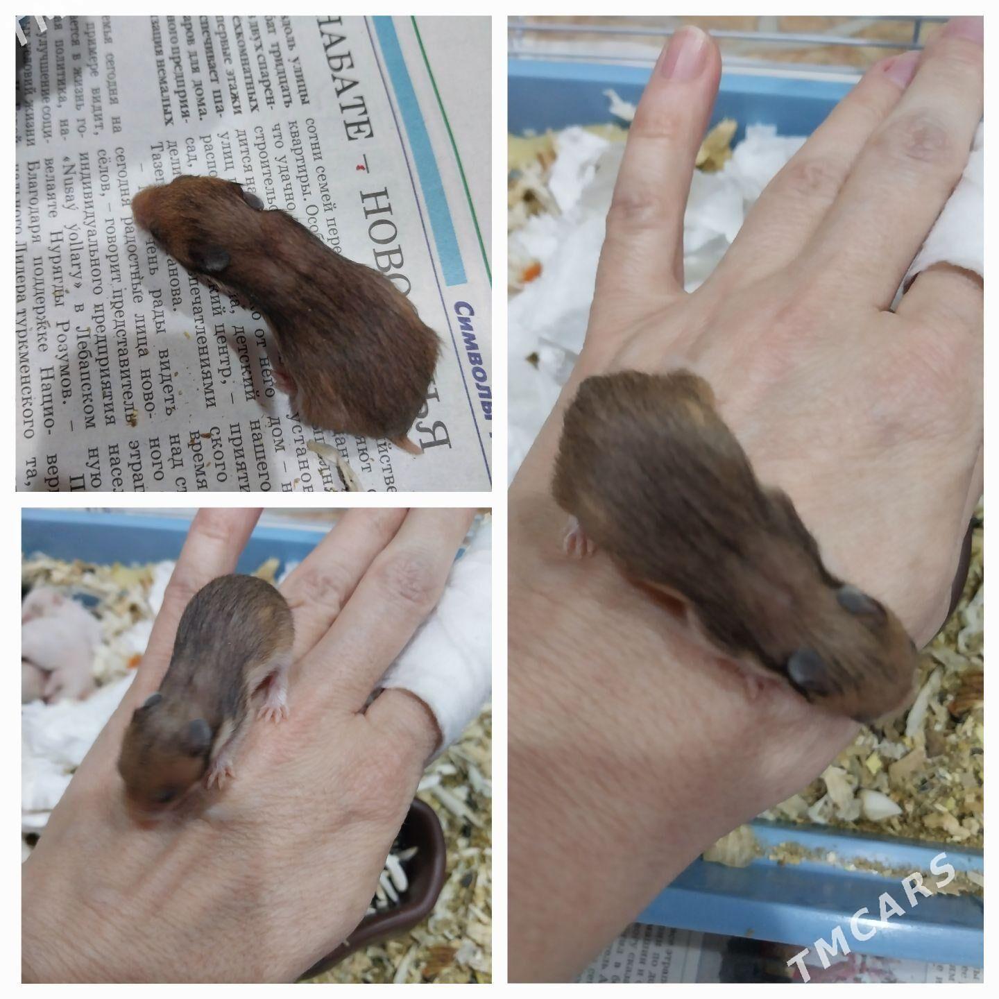 хамечки - Türkmenabat - img 1