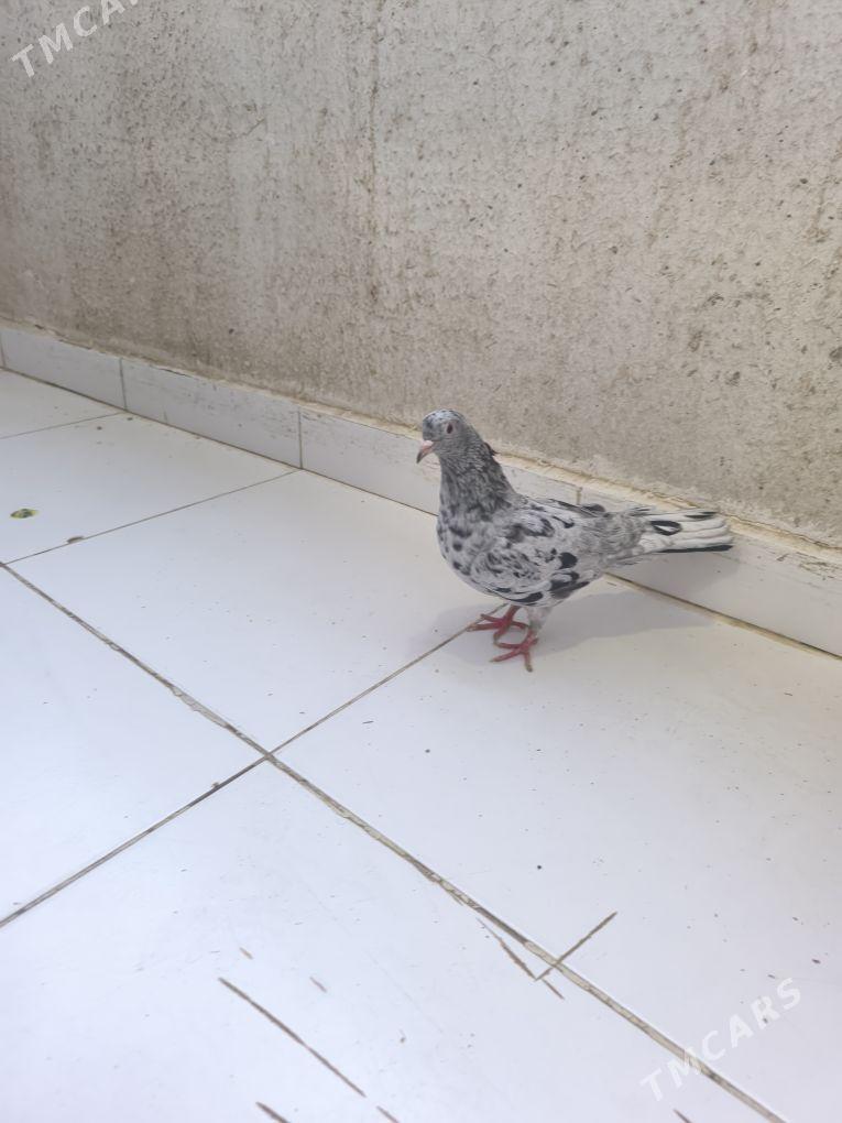 kepderi - Кака - img 1