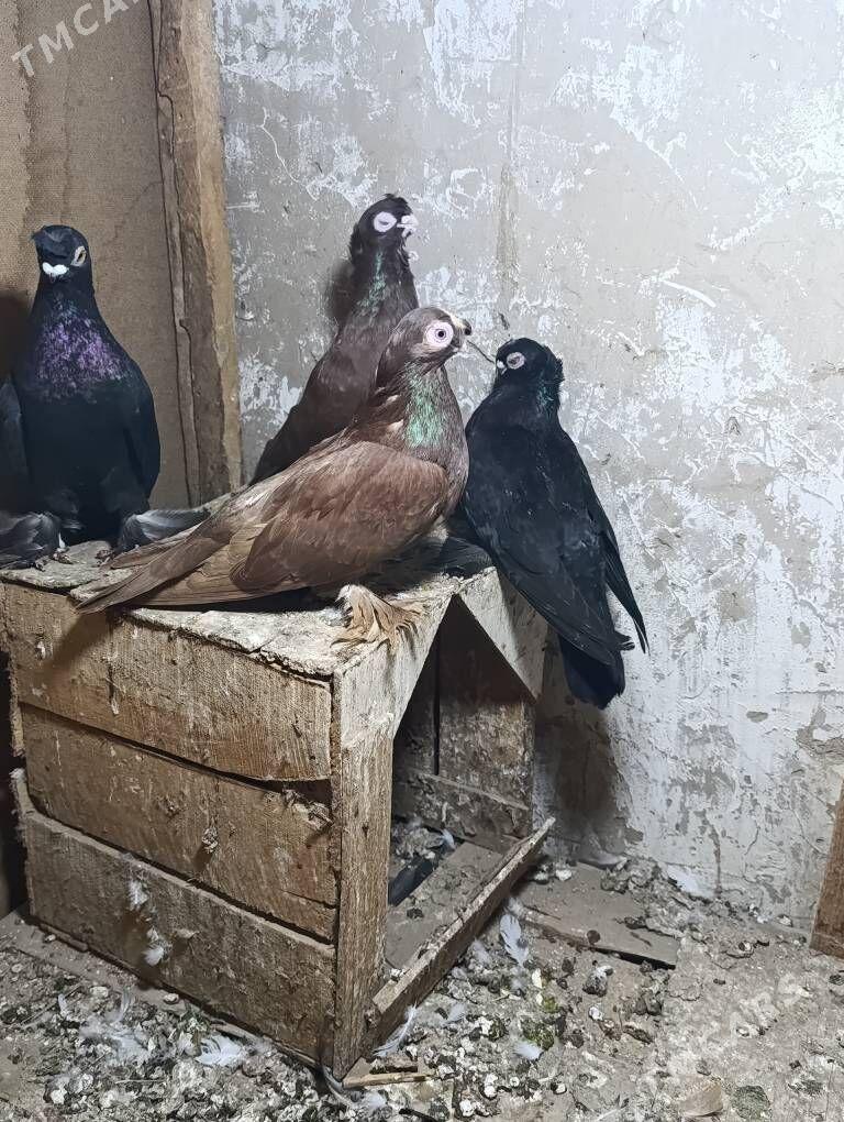 kepderi - Wekilbazar - img 1