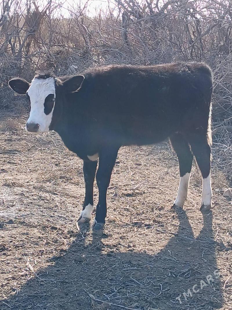 gole gacar - Туркменбаши - img 1