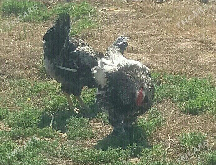 Horazlar - Чарджоу - img 1