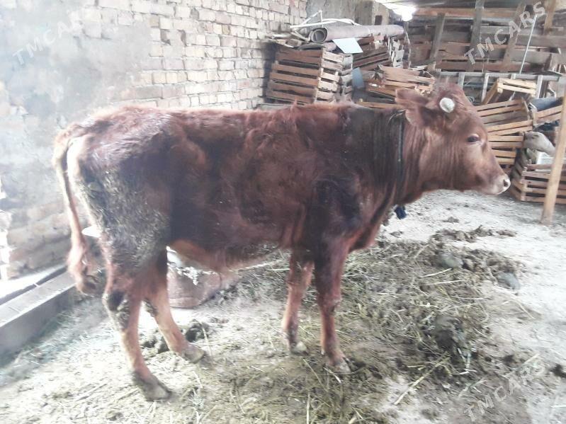 Öküz - Ак-Бугдайский этрап - img 1