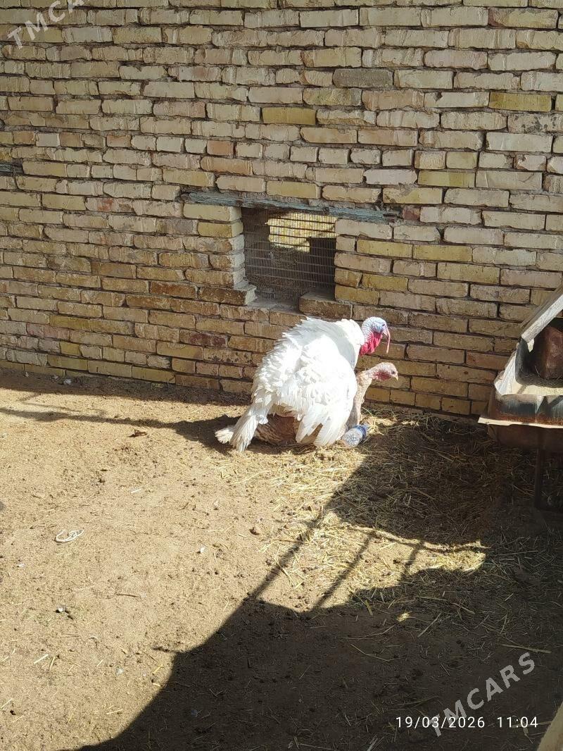 induk - Векильбазар - img 1