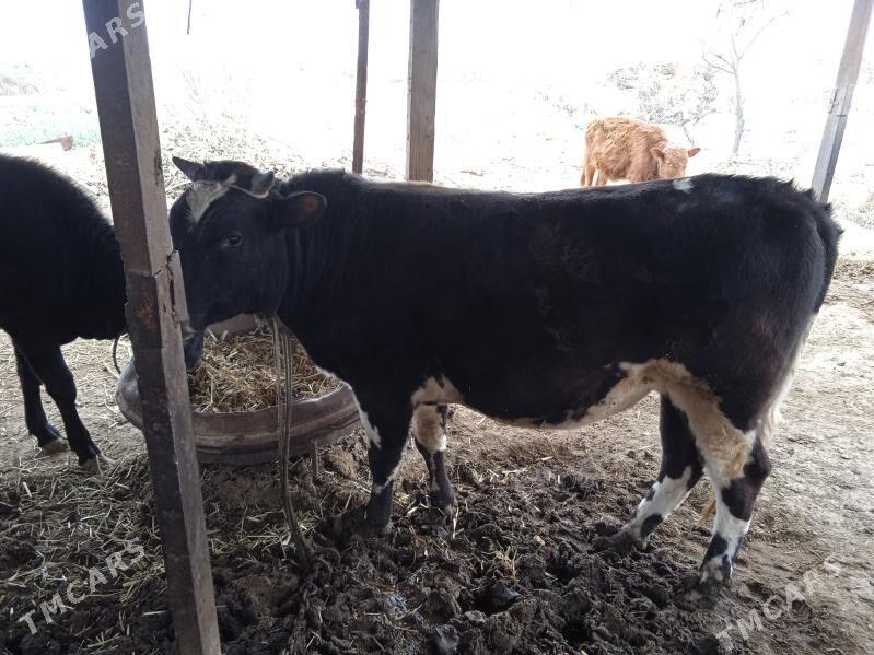 okuz - Dänew - img 1