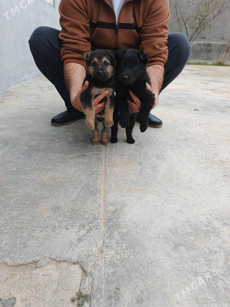 Awçarka güjükleri BEO. - Aşgabat - img 1